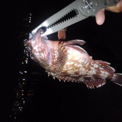 ロックフィッシュ