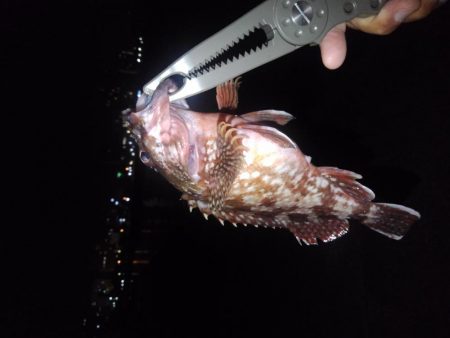 ロックフィッシュ