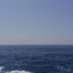 シイラどこよ？