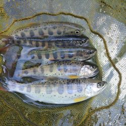 揖保川渓流釣り