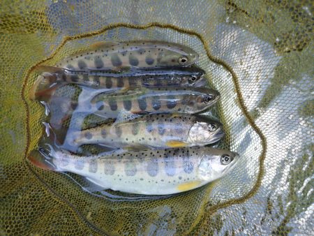 揖保川渓流釣り