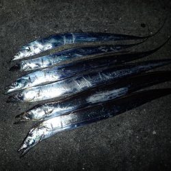 武庫川一文字にタチウオがやってきた！