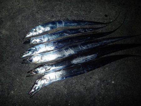 武庫川一文字にタチウオがやってきた！