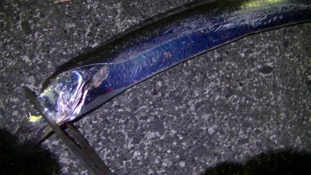 ライトゲームでクロダイ、カサゴ