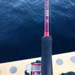 サゴシ・アジ・ボラ