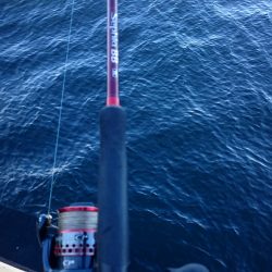 アジ◯  タチウオ×