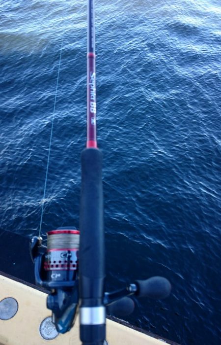 アジ◯  タチウオ×