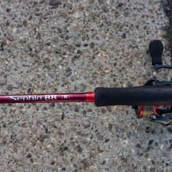 今日は癒しのアジ