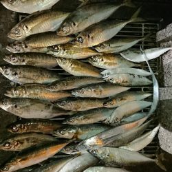 アジのサイズも良くなってきた