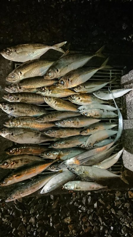 アジのサイズも良くなってきた