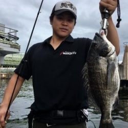 シーマジカル 釣果