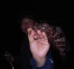 シーマジカル 釣果