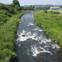 狩野川(狩野川漁業協同組合) 釣果