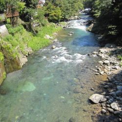 狩野川(狩野川漁業協同組合) 釣果