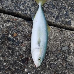 鹿児島県 志布志沖堤防でショアジギング！【ヒロ氏連載 vol.1】