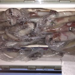 幸風（さちかぜ） 釣果