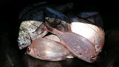 まこと渡船 釣果