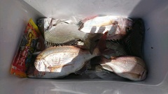 まこと渡船 釣果