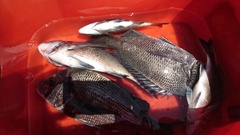 まこと渡船 釣果