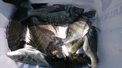 まこと渡船 釣果