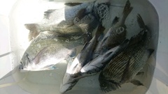 まこと渡船 釣果