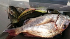 まこと渡船 釣果