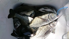 まこと渡船 釣果