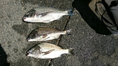 まこと渡船 釣果