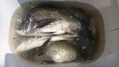 まこと渡船 釣果