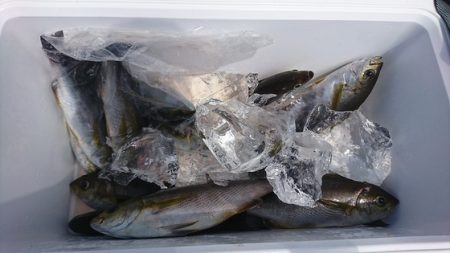 しば渡船 釣果
