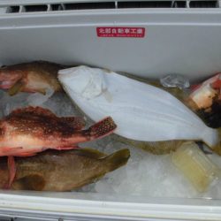 大進丸（新潟） 釣果