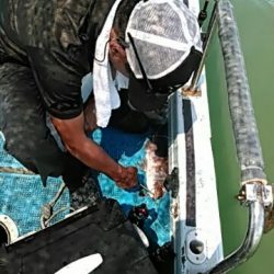 フィッシングガイド りょう 釣果