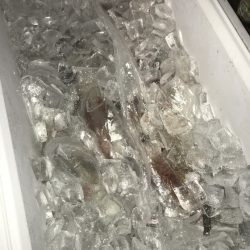 寿裕 （YOSHIHIRO） 釣果