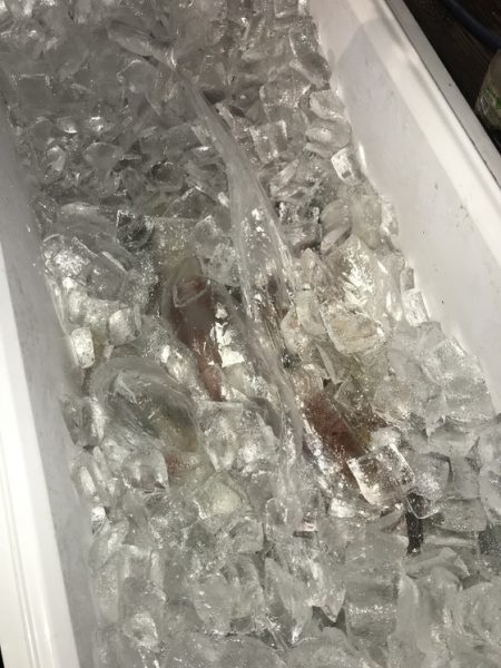 寿裕 （YOSHIHIRO） 釣果