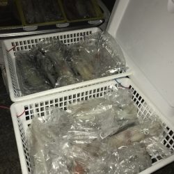 寿裕 （YOSHIHIRO） 釣果