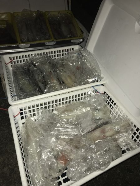 寿裕 （YOSHIHIRO） 釣果