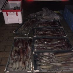 幸風（さちかぜ） 釣果