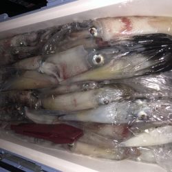 幸風（さちかぜ） 釣果