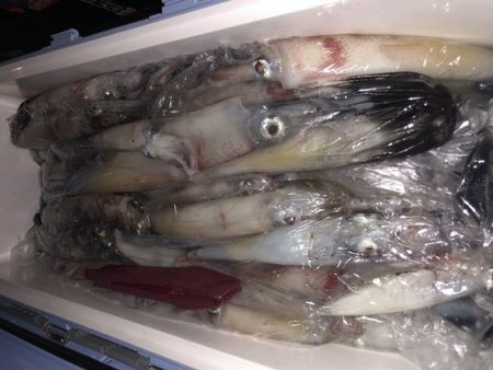 幸風（さちかぜ） 釣果