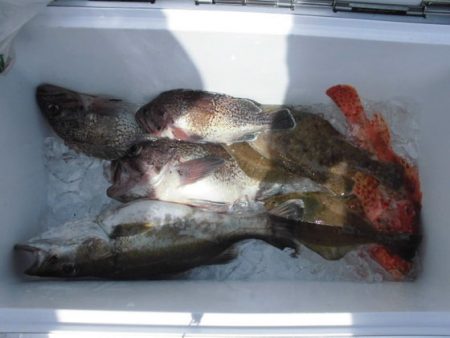 大進丸(新潟) 釣果