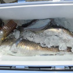 大進丸(新潟) 釣果