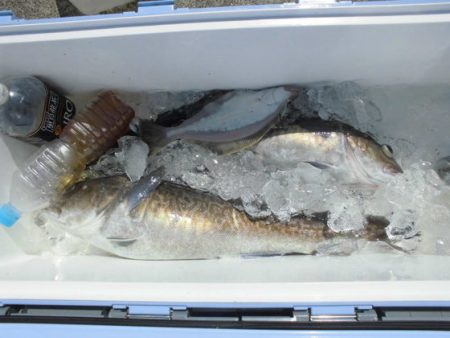 大進丸(新潟) 釣果