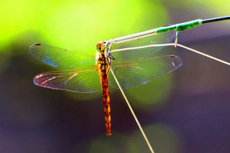 小菅トラウトガーデン 釣果