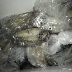 寿裕 （YOSHIHIRO） 釣果