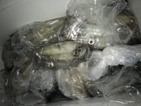 寿裕 （YOSHIHIRO） 釣果