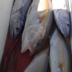 遊漁船 新鋭丸 釣果