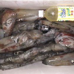 幸風（さちかぜ） 釣果