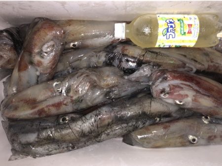 幸風（さちかぜ） 釣果