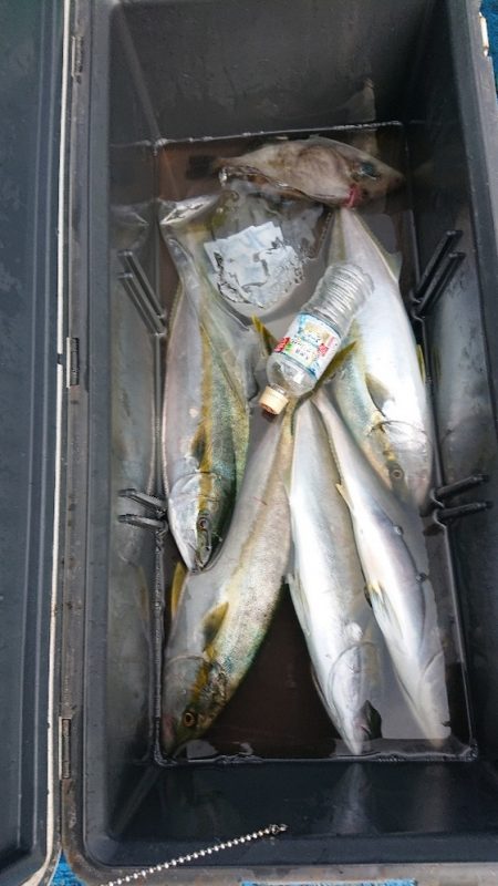 龍神丸（福井） 釣果