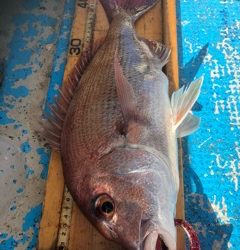 幸吉丸 釣果
